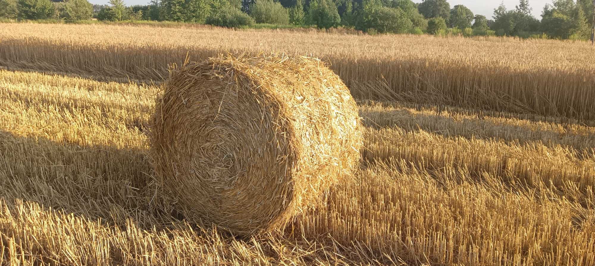 Sprzedam słomę w belach