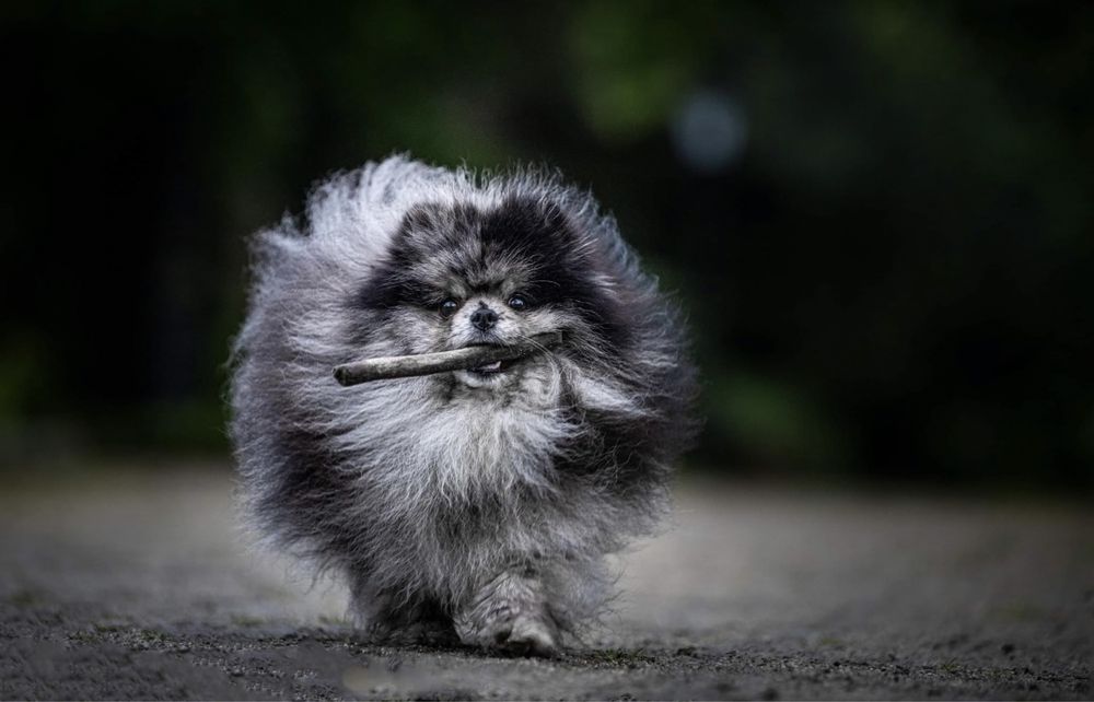Pomeranian mini mini biszkoptowy chlopiec