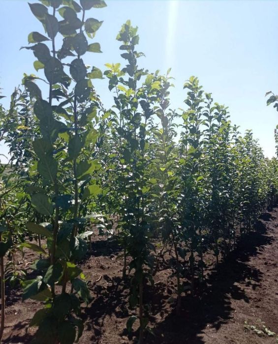 Саджанці плодових Персик Груша Яблоня Вишня Абрикос,Колоновидні,є все