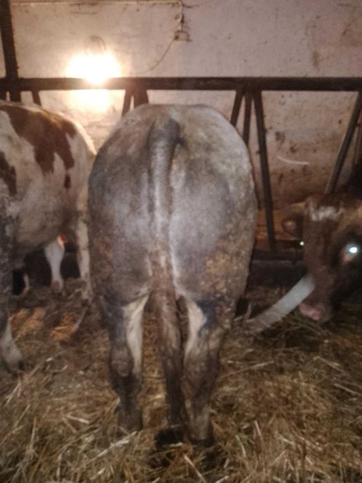 Byk BB mięsny odsadek