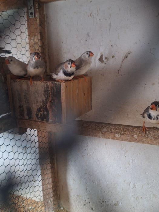 Młode zeberki z tego roku