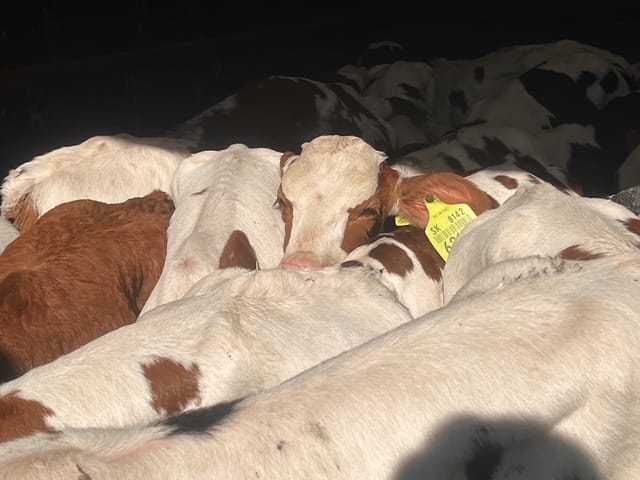 sprzedam cielaki biała strefa