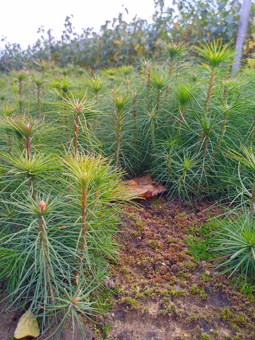 Sadzonki drzew leśnych