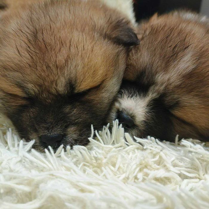 Щенята Акіта іну