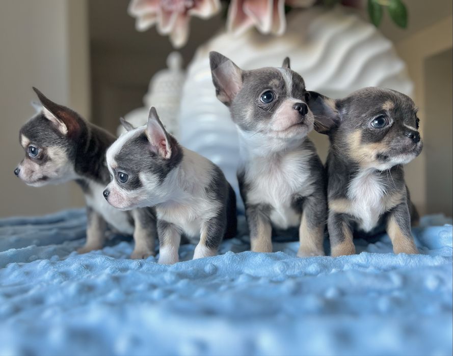 Chihuahua krótkowłosa