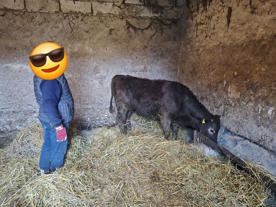 Jałówka mięsna mm limousine