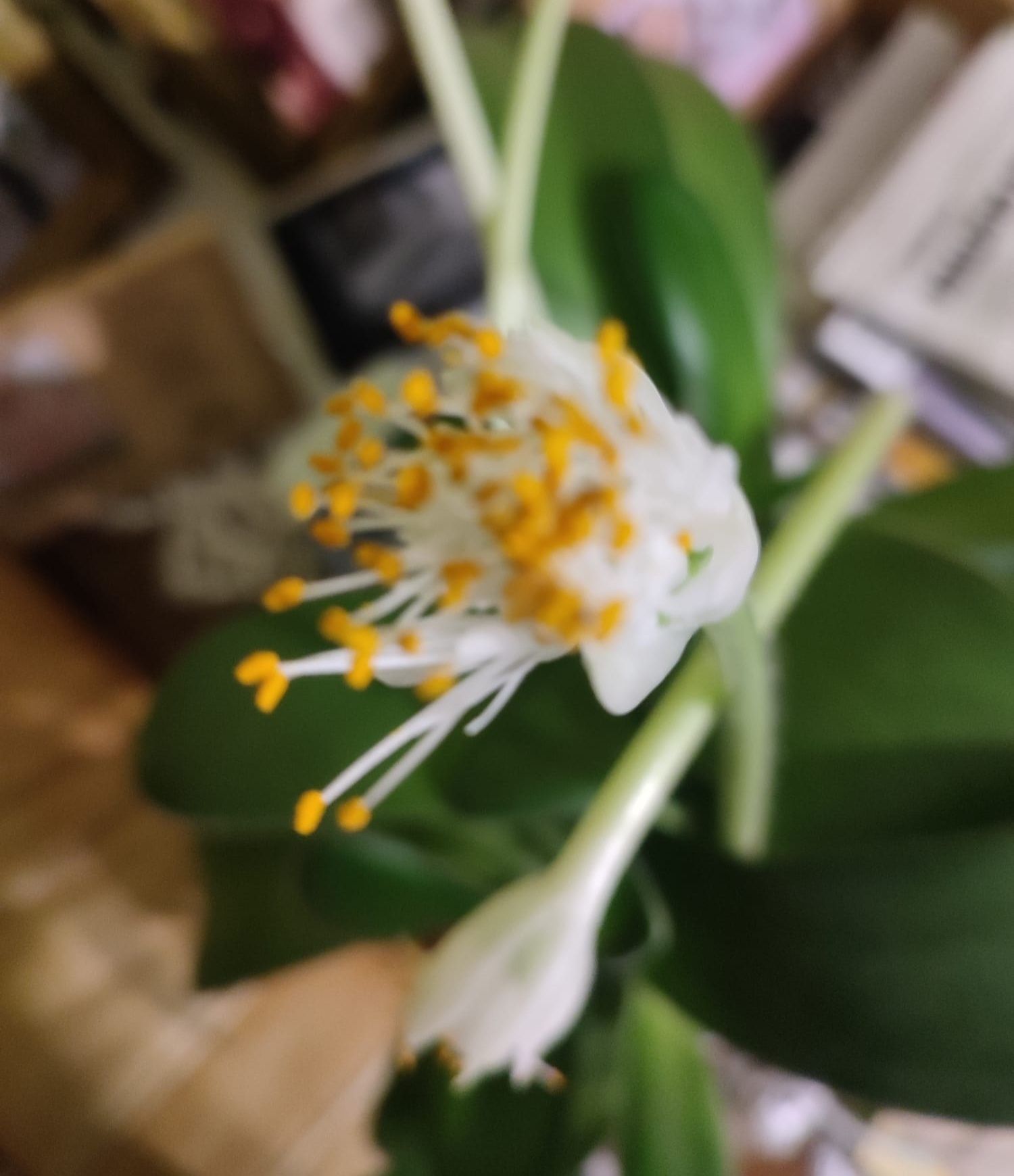Kwiat / Kwiatek doniczkowy Krasnokwiat białokwiatowy