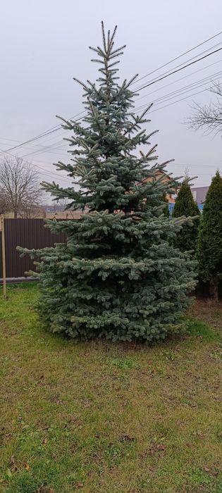 Ялинка канадська