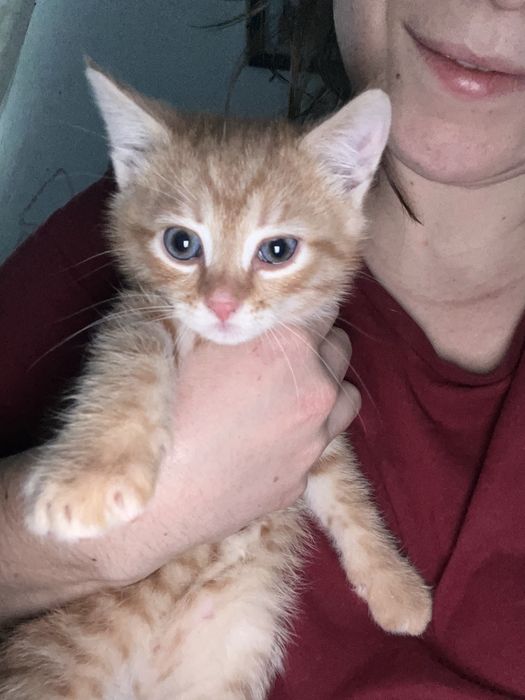 Кошеня ,рижий кіт,котенятко