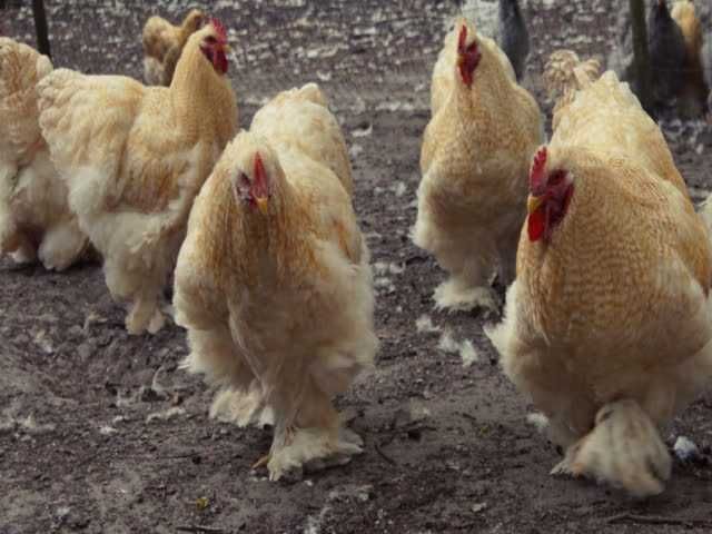 Кохінхін зозулений, помаранчевий. Яйце інкубаційне