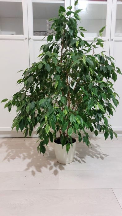 Roślina ozdobna żywa 110cm