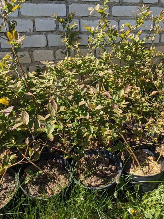 Borówka amerykańska