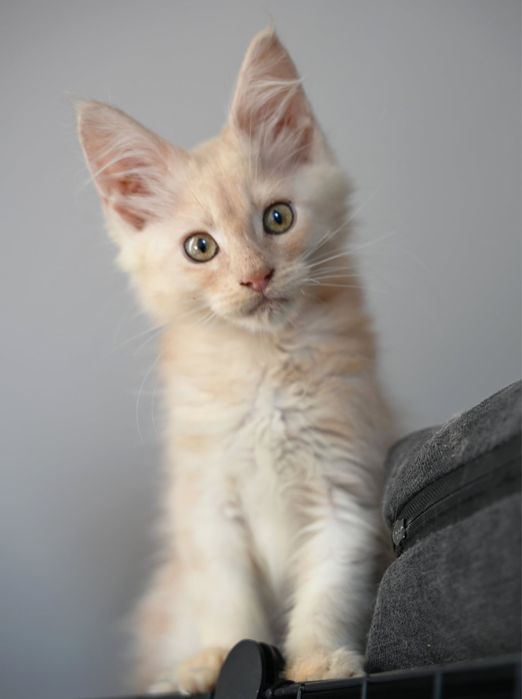 Maine coon kotka ruda dymna FPL