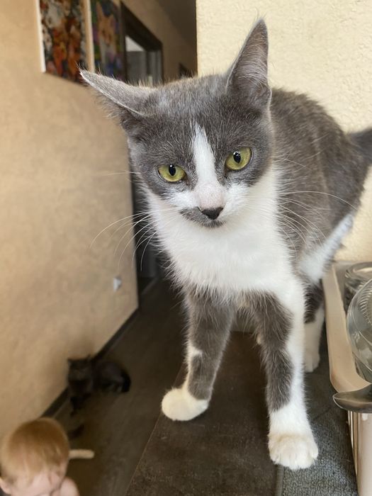 Кошенята у добрі руки