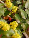 Mahonia krzew sadzonka
