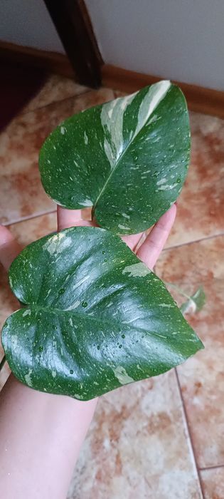 Monstera Thai Constellation