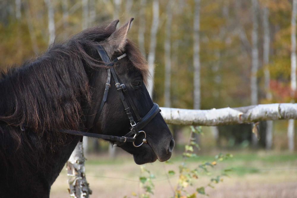 Ogier huculski 4 lata