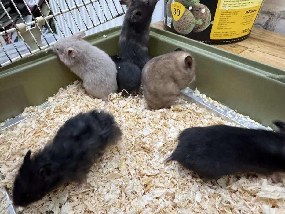 Chomik syryjski młode