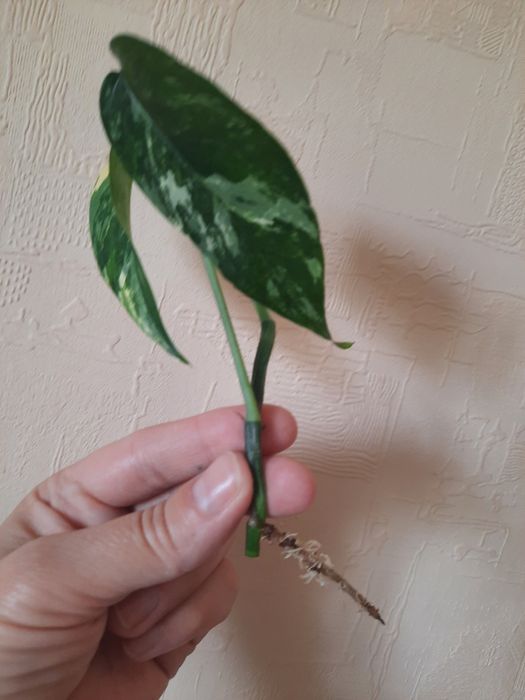 Епіпремнум  Марбл Квін , Pinatum var