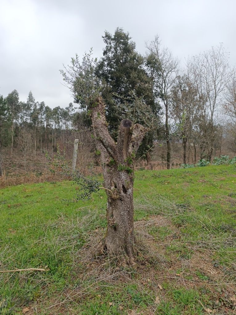 Oliveiras Centenárias para jardim