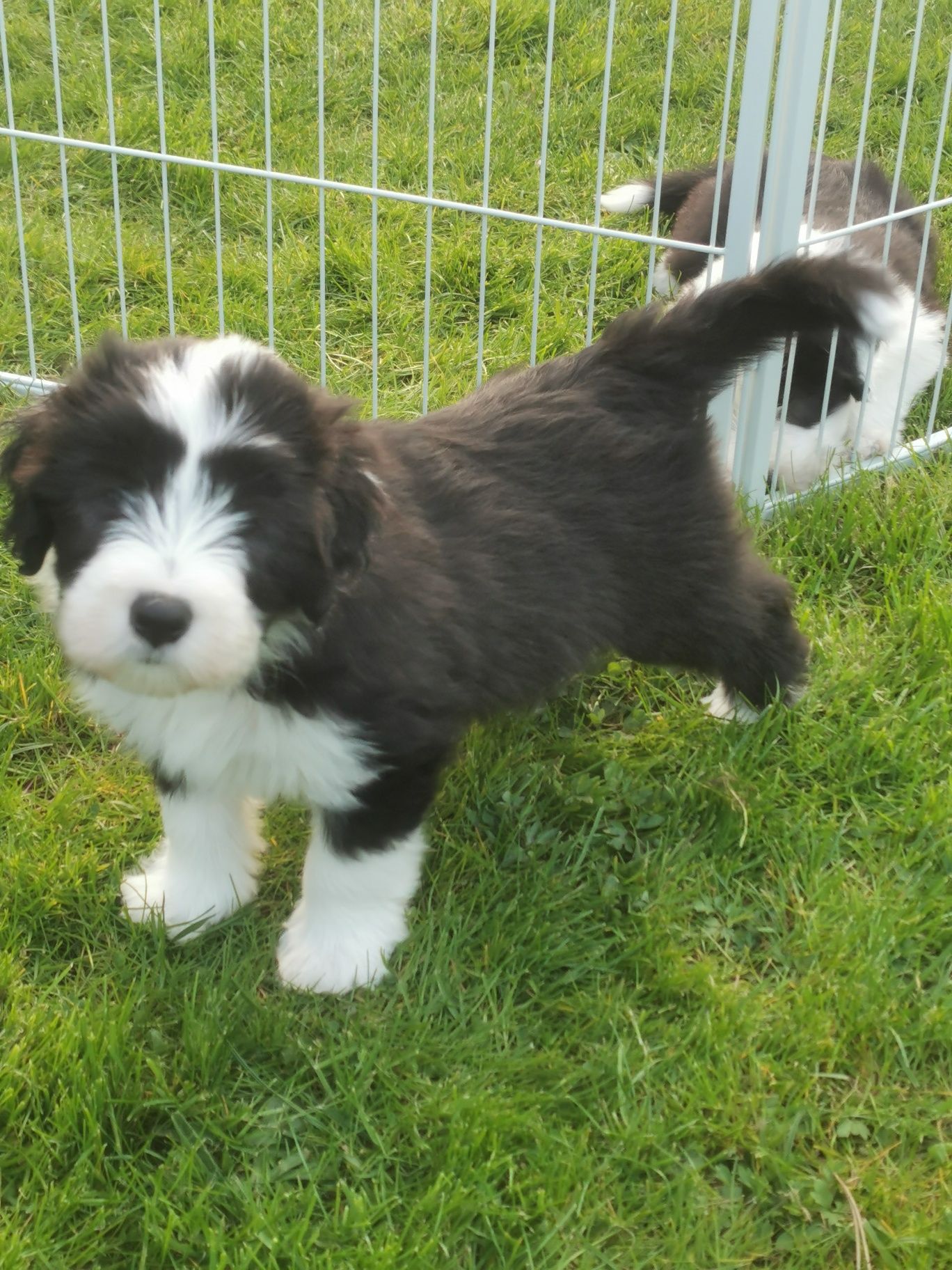 Bearded Collie FCI Zapraszam do rezerwacji kolejnego miotu .