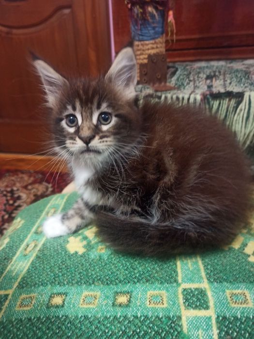 Двохмісячні симпатюльки мейн кунчики