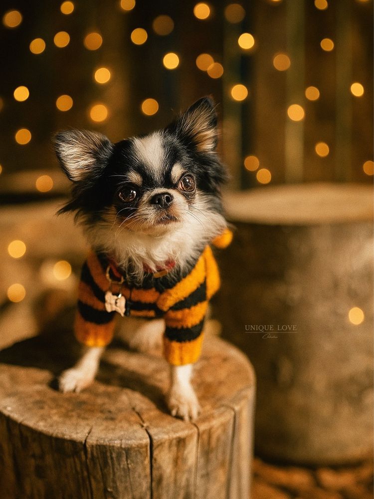 Mini Baby Doll dziewczynka Chihuahua ZKwP FCI
