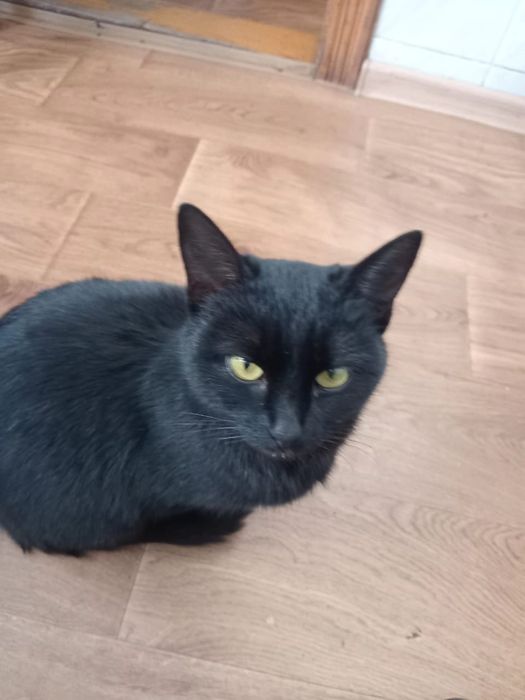 Кошенята в добрі руки