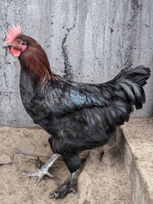 marans, maransy koguty z 2025 r