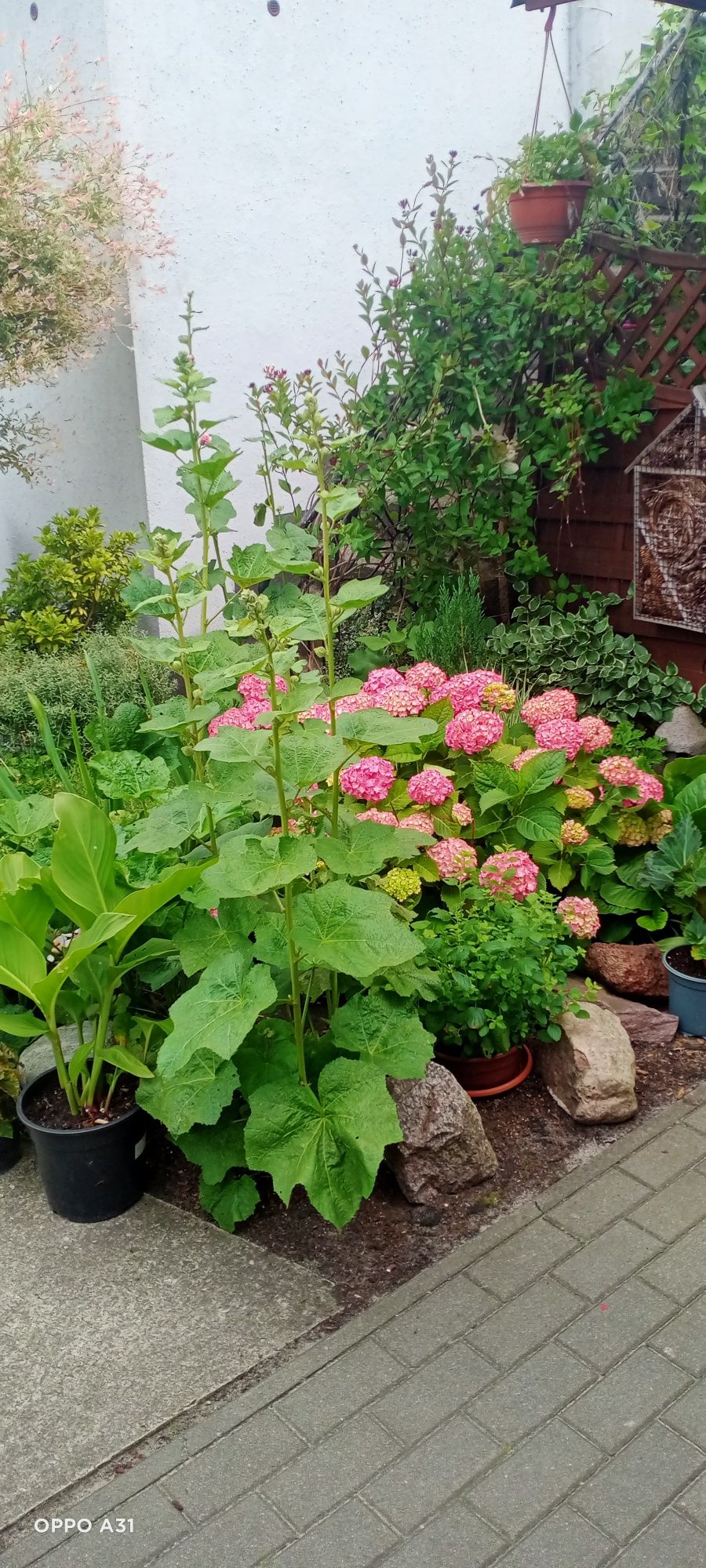 Pokoje. Jedyny wolny termin 23-31.08.