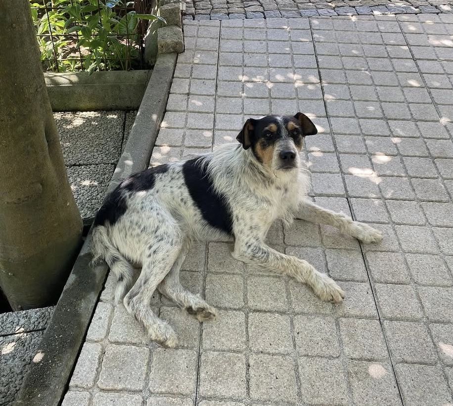 Cãozinho 2 aninhos para adoção responsável