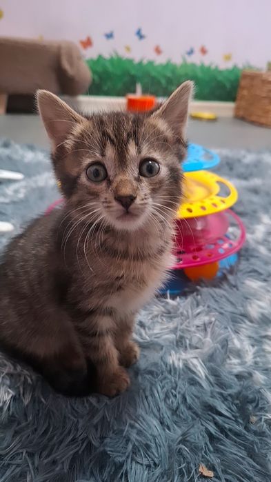 Маленький бешкетник у пошуках люблячої родини.