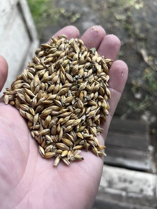 продам ячмінь зібраний цього року