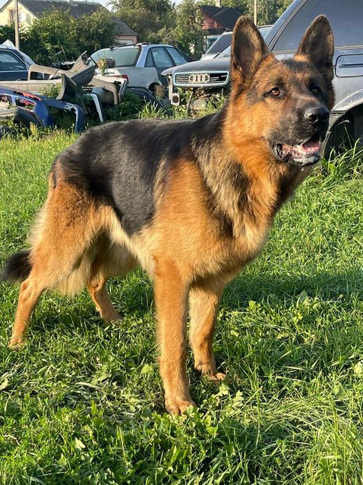 Вязка кобель,нім.вівчарка