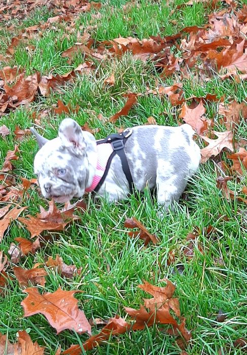 Buldog trancuski dziewczynka