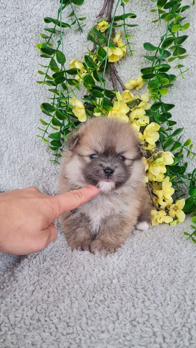 Estupenda mini Lulu da Pomerânia / Spitz Alemão Anão de Qualidade
