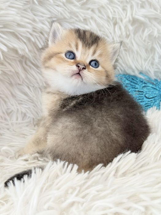 Femea scottish stright