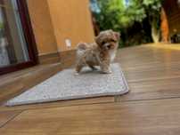 Maltipoo suczki po małych rodzicach
