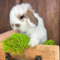 Mini lop teddy karzełek zarejestrowana hodowla