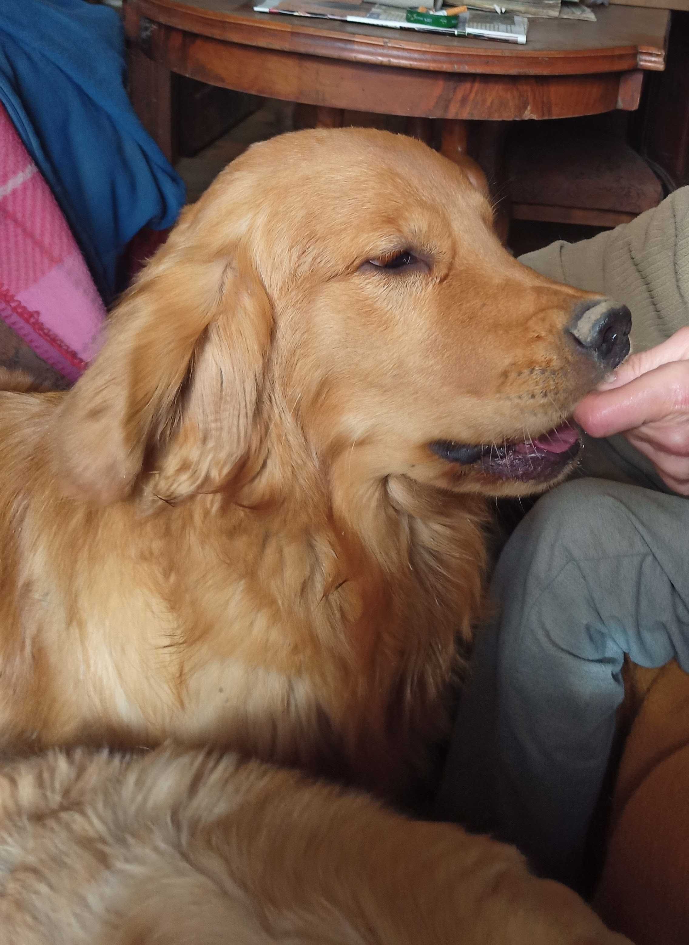 Golden Retriever FCI -ciemnozłoty piesek