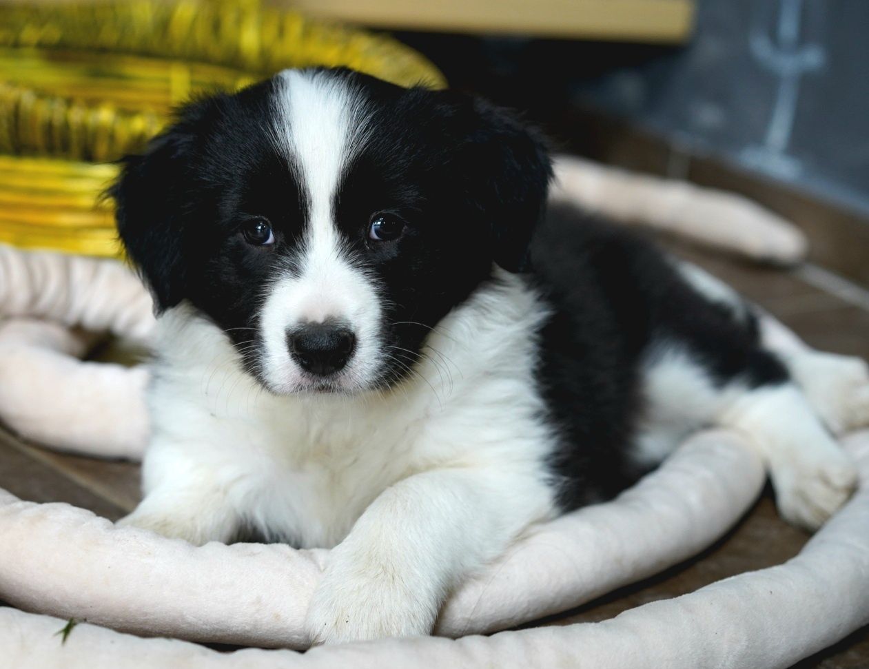 Border Collie dziewczynka