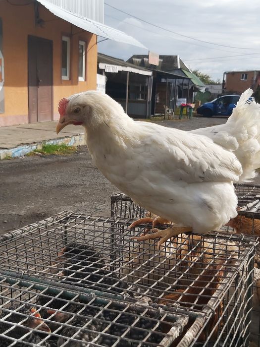 Ломаан сенді,5 міс,з першим яйцем