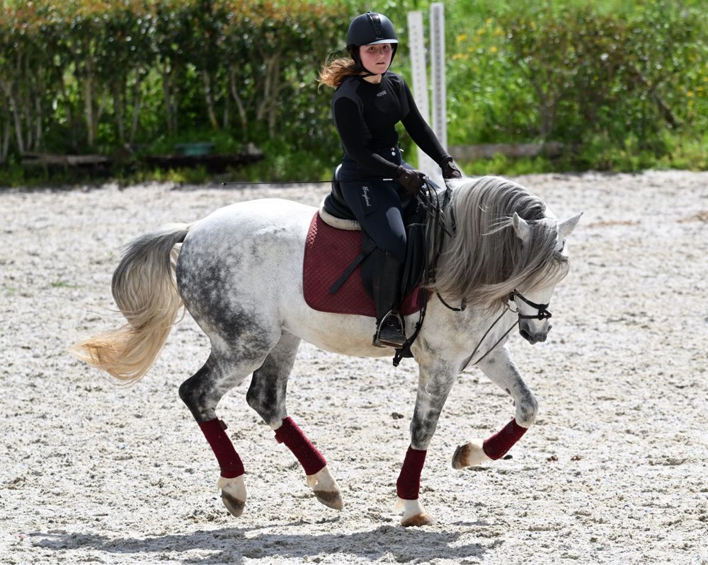 Cavalo luso-arabe