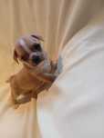 Chihuahua piesek z rodowodem