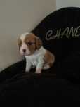 Cavalier King Cgarles Spaniel Fox