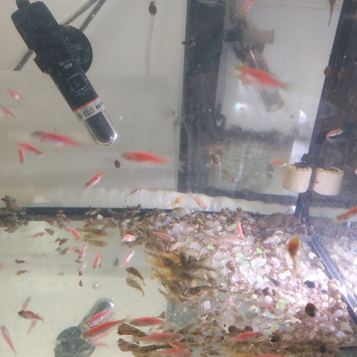 Glonojady niebieskie i złote