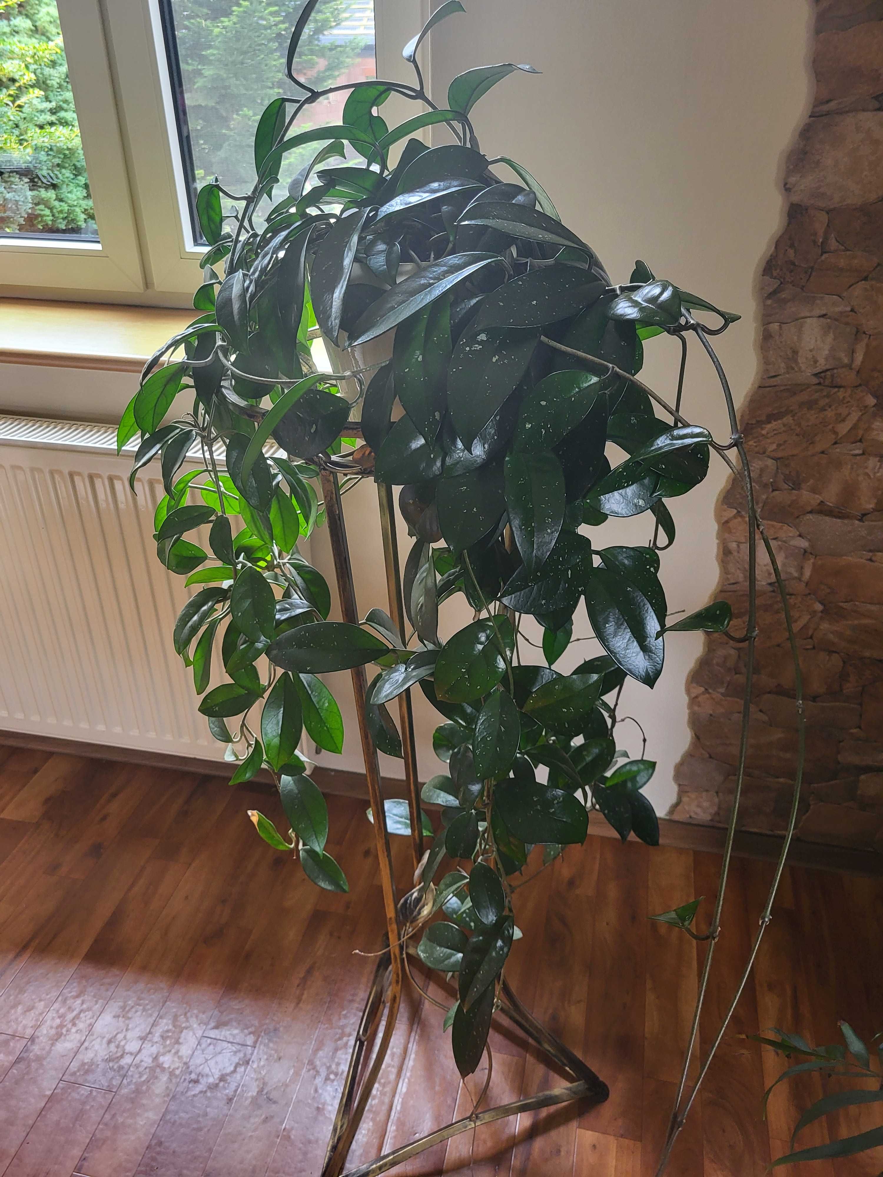 Hoja różowa kilkuletnia