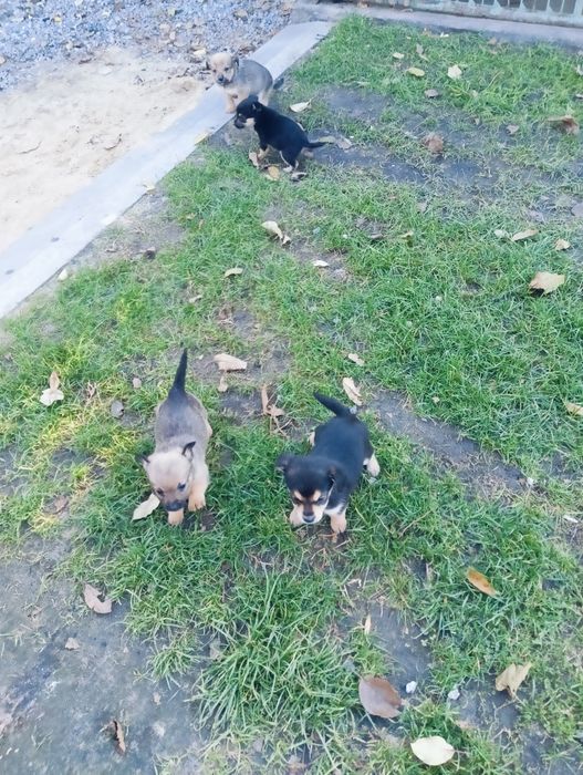 Psy do adopcji za darmo