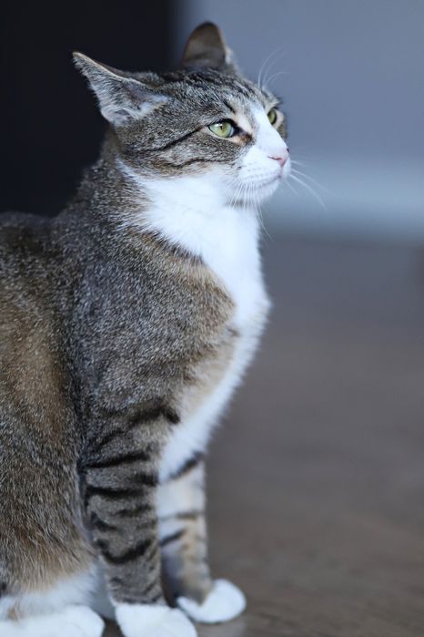 Chętnie wbijemy się do Ciebie na chatę, felv +