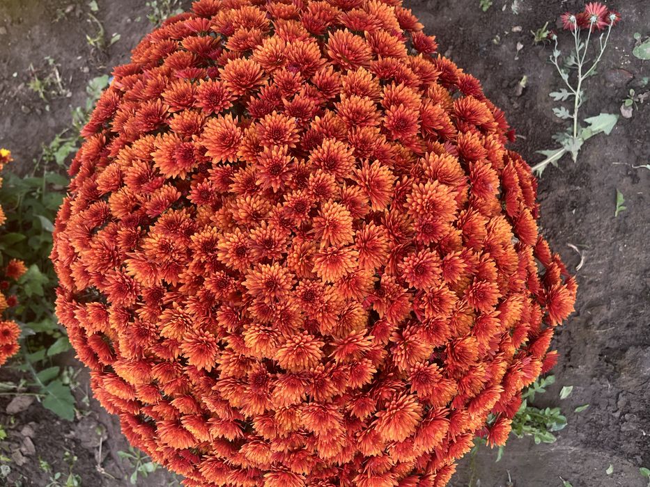 Sprzedam chryzantemy drobnokwiatowe churt/detal